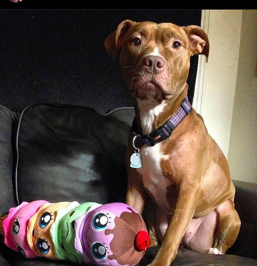 Leia joined the competition — help win amazing prizes! ancient_dog_breeds, canidae, carnivore, collar, comfort, companion_dog, couch, dog, dog_breed, dog_collar, dog_supply, fawn, liver, molosser, pet_supply, sporting_group, whiskers, working_animal, working_dog, wrinkle