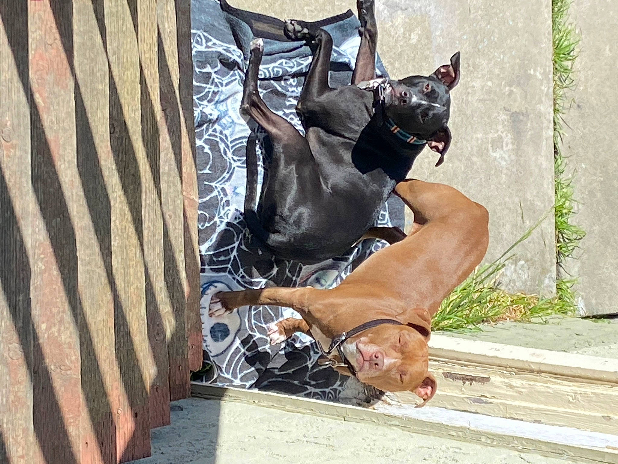 Leia joined the competition — help win amazing prizes! bag, boot, calf, canidae, carmine, carnivore, companion_dog, denim, dog, dog_breed, fawn, foot, human_leg, knee, leg, outdoor_shoe, sidewalk, sitting, sporting_group, thigh