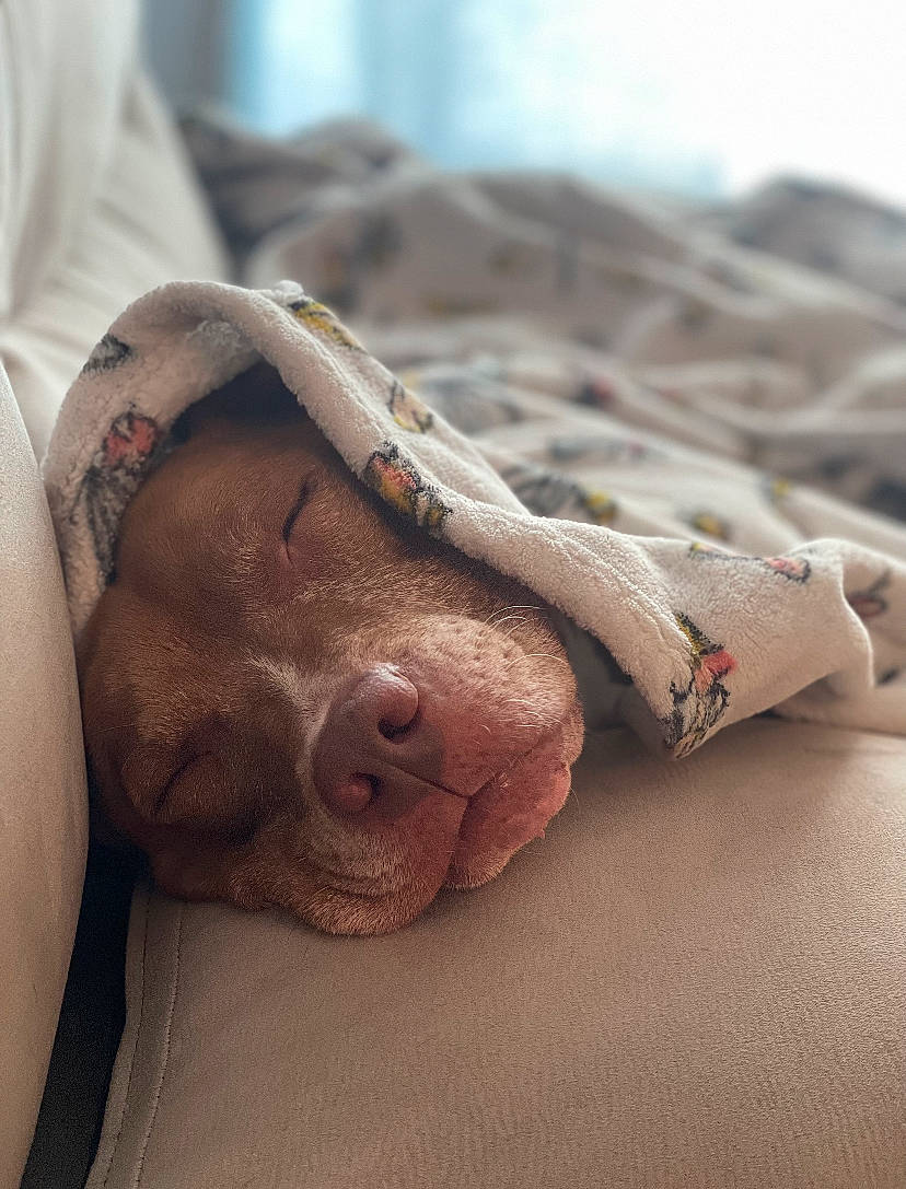 Leia joined the competition — help win amazing prizes! abdomen, carnivore, chest, comfort, companion_dog, dog, dog_breed, fawn, foot, fur, human_leg, knee, linens, paw, snout, sporting_group, thigh, whiskers, wood, wrinkle