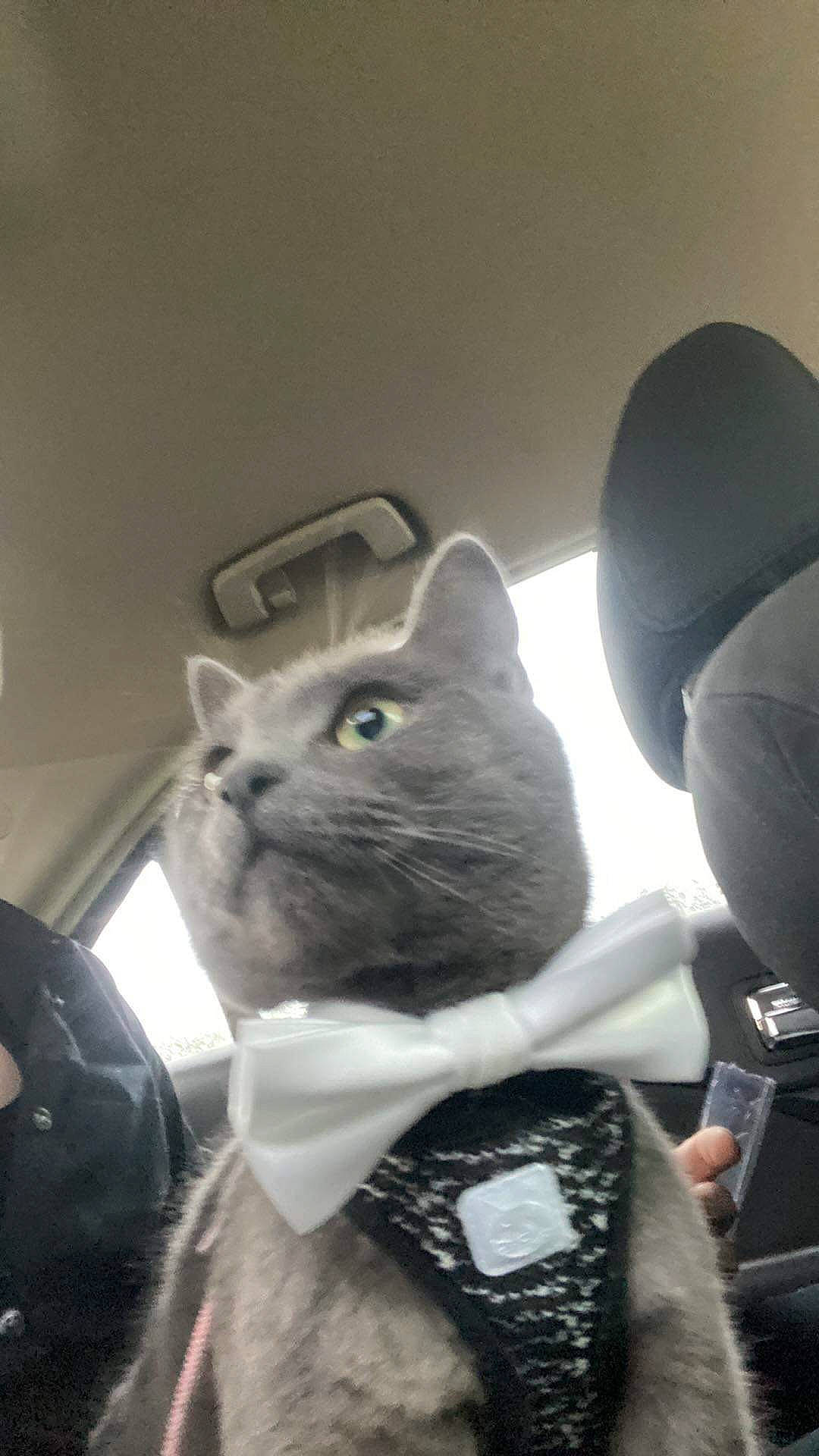 Spliff is registered to the contest to win money with this photo: carnivore, cat, comfort, domestic_short_haired_cat, felidae, fur, gesture, grey, hat, mammal, russian_blue, sitting, small_to_medium_sized_cats, snout, whiskers