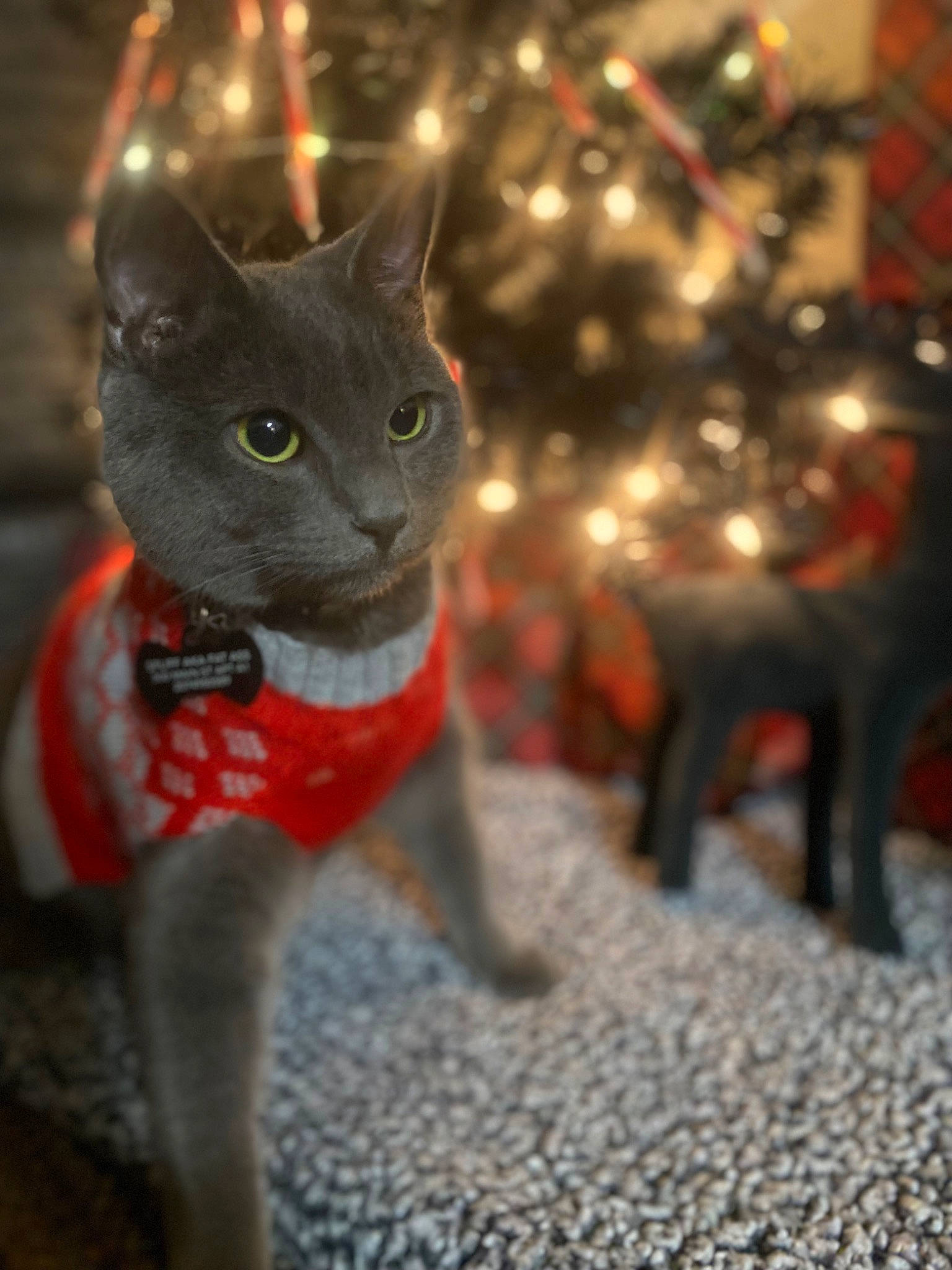 Spliff is registered to the contest to win money with this photo: carnivore, cat, christmas, christmas_decoration, christmas_ornament, christmas_tree, event, fawn, felidae, fur, grey, holiday, holiday_ornament, light, ornament, russian_blue, small_to_medium_sized_cats, snout, tail, whiskers