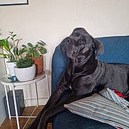 Lune participe au concours pour gagner de l'argent avec cette photo : dog, black_dog, couch, blue_couch, pillow, striped_pillow, indoor, plant, potted_plant, table, wooden_floor, relaxed, pet, canine, furniture, home, living_room, curious, large_dog, resting