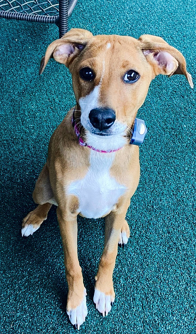 Winnie is registered to the contest to win money with this photo: canidae, carnivore, collar, companion_dog, dog, dog_breed, dog_collar, dog_supply, electric_blue, fawn, hunting_dog, pet_supply, puppy, sporting_group, whiskers, working_animal