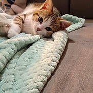 Princesse a rejoint le concours — aidez-le/la à gagner de superbes lots ! animal, blanket, cat, comfort, couch, cozy, curious, cute, domestic, ears, feline, fur, indoor, kitten, lying_down, pet, relaxing, soft, whiskers, young