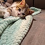 animal, blanket, cat, comfort, couch, cozy, curious, cute, domestic, ears, feline, fur, indoor, kitten, lying_down, pet, relaxing, soft, whiskers, young
