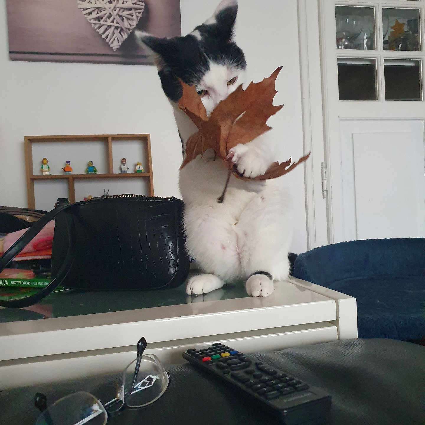 Choupi participe au concours pour gagner de l'argent avec cette photo : accessories, animal, architecture, bag, building, cat, coffeetable, couch, electronics, furniture, handbag, indoors, leaf, livingroom, pet, plant, pottedplant, remotecontrol, room, table