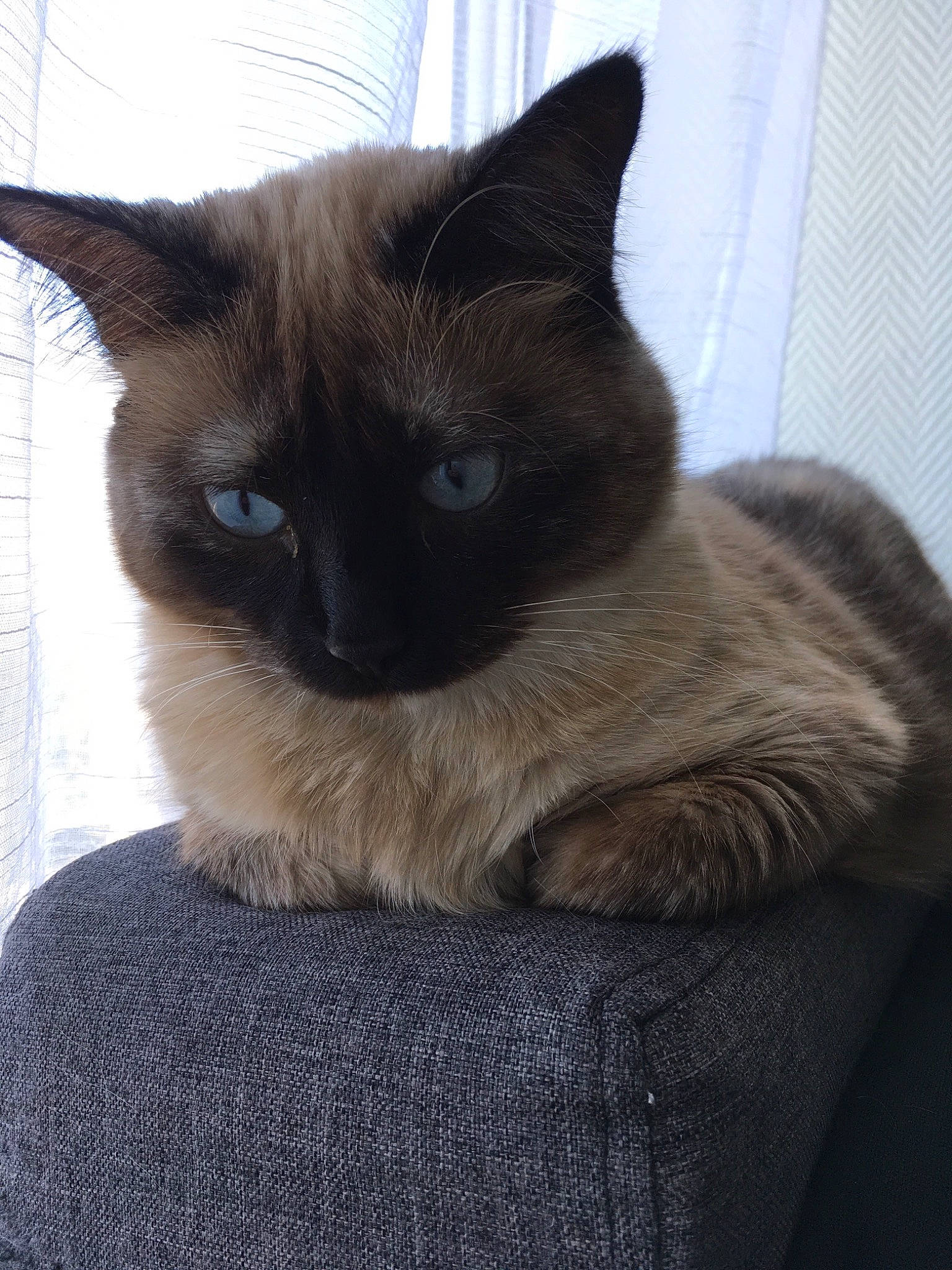 Fendi a rejoint le concours — aidez-le/la à gagner de superbes lots ! balinese, birman, black_cat, burmese, carnivore, cat, colorpoint_shorthair, fawn, felidae, himalayan, javanese, mammal, ojos_azules, ragdoll, siamese, small_to_medium_sized_cats, thai, tonkinese, vertebrate, whiskers