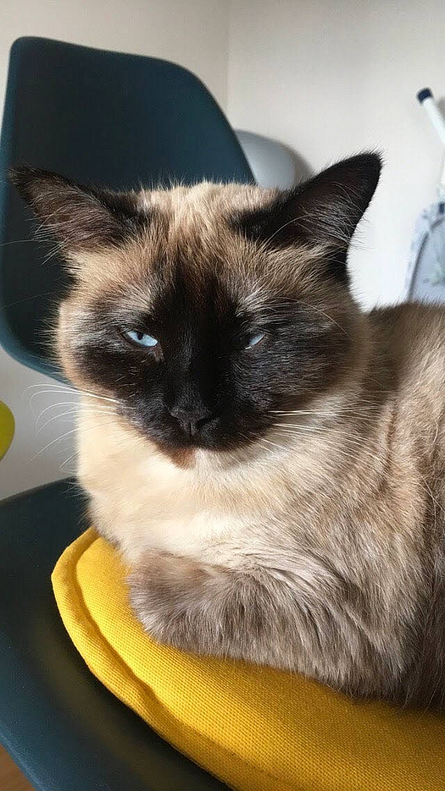 Fendi a rejoint le concours — aidez-le/la à gagner de superbes lots ! balinese, birman, burmese, carnivore, cat, colorpoint_shorthair, ear, felidae, fur, himalayan, mammal, ragdoll, siamese, small_to_medium_sized_cats, snout, snowshoe, thai, tonkinese, vertebrate, whiskers