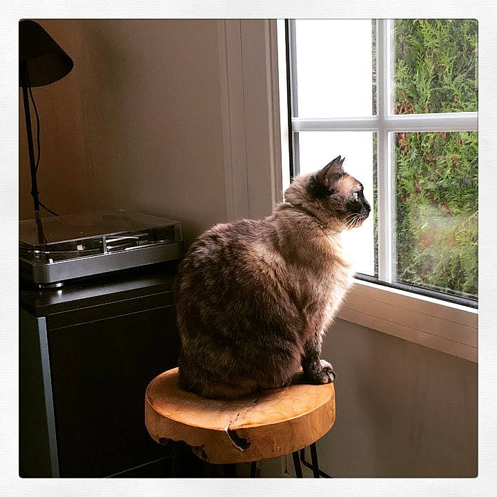 Fendi a rejoint le concours — aidez-le/la à gagner de superbes lots ! asian, beige, carnivore, cat, cat_supply, domestic_short_haired_cat, european_shorthair, felidae, fur, small_to_medium_sized_cats, tail, tonkinese, whiskers, window