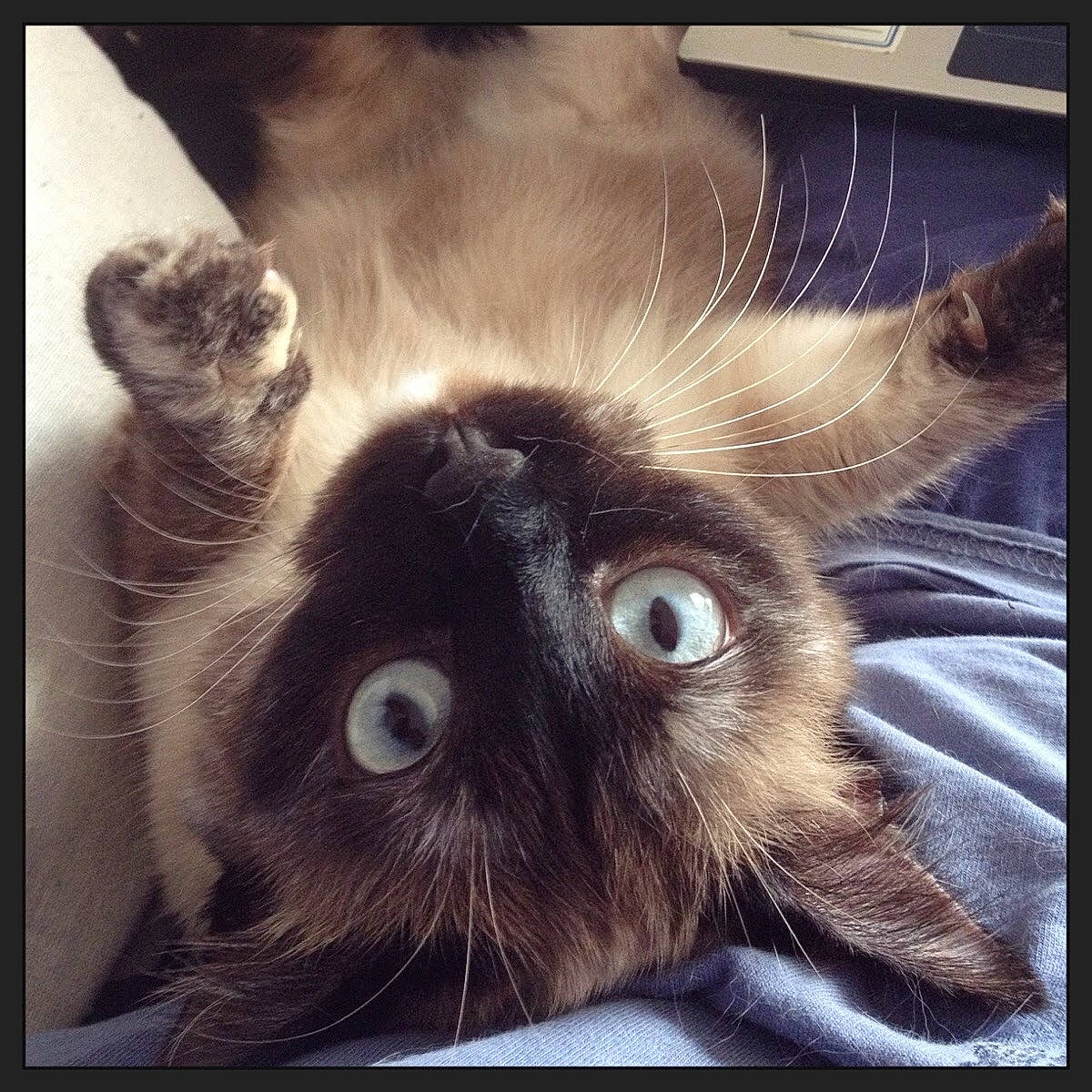 Fendi participe au concours pour gagner de l'argent avec cette photo : carnivore, cat, ear, eye, felidae, fur, kitten, photo_caption, photography, rabbits_and_hares, sky, small_to_medium_sized_cats, snout, square, whiskers