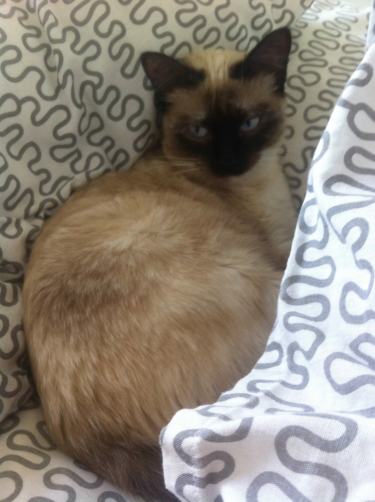 Fendi a rejoint le concours — aidez-le/la à gagner de superbes lots ! asian, balinese, birman, burmese, carnivore, cat, fawn, felidae, himalayan, javanese, mammal, ragdoll, siamese, small_to_medium_sized_cats, snowshoe, tail, thai, tonkinese, vertebrate, whiskers