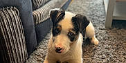 Blue is registered to the contest to win money with this photo: puppy, dog, toy, carpet, couch, furniture, indoor, pet, cute, animal, home, living_room, floor, playful, young, fur, ears, nose, paws, relaxed