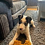 puppy, dog, toy, carpet, couch, furniture, indoor, pet, cute, animal, home, living_room, floor, playful, young, fur, ears, nose, paws, relaxed