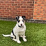 Blue joined the competition — help win amazing prizes! puppy, dog, grass, brick_wall, outdoor, blue_eyes, collar, pet, young_dog, sitting, white_fur, black_spots, cute, canine, domestic_animal, fur, animal, pet_collar, garden, window