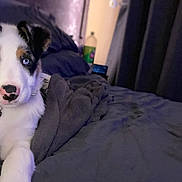 Blue joined the competition — help win amazing prizes! dog, bed, blanket, indoor, pet, canine, fur, collar, blue_eyes, resting, domestic_animal, comfort, portrait, animal, cute, furry, relaxation, face, snout, ears