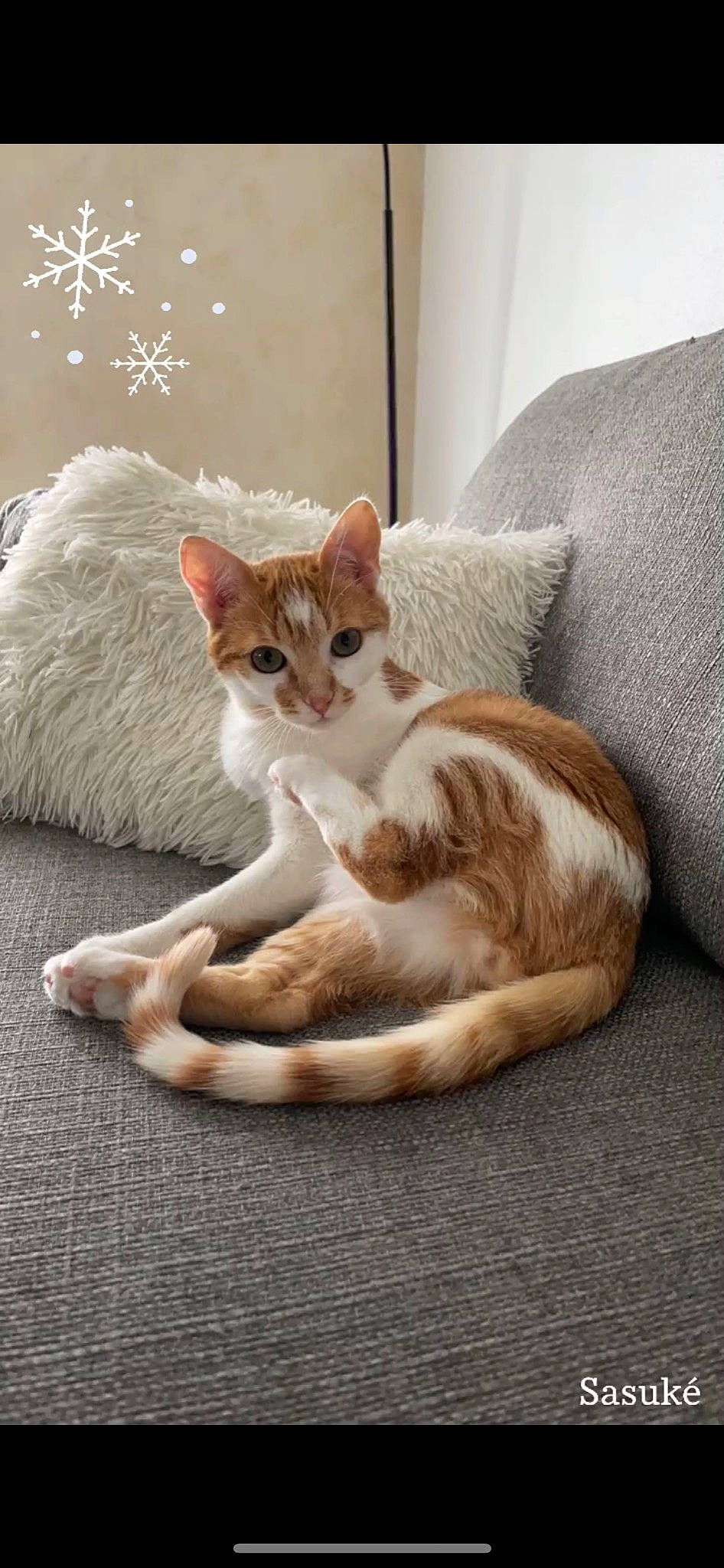 Sasuké participe au concours pour gagner de l'argent avec cette photo : carnivore, cat, cat_supply, claw, comfort, couch, domestic_short_haired_cat, fawn, felidae, flooring, foot, fur, linens, paw, small_to_medium_sized_cats, snout, tail, whiskers, window, wood