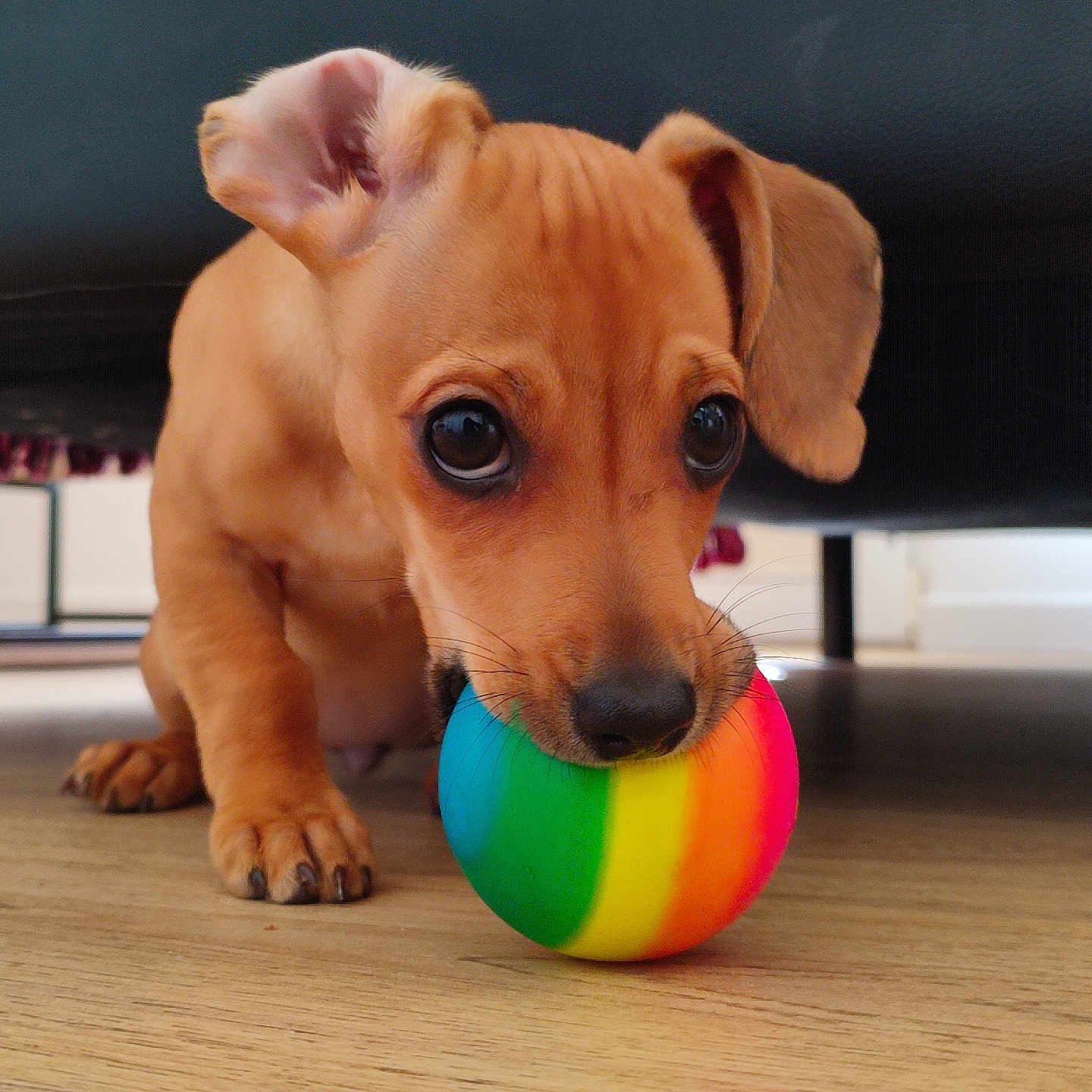Maya a rejoint le concours — aidez-le/la à gagner de superbes lots ! animal, ball, canine, close_up, cute, dog, ears, floor, home, indoor, nose, pet, playful, puppy, rainbow, small_dog, toy, whiskers, wooden_floor, young_dog