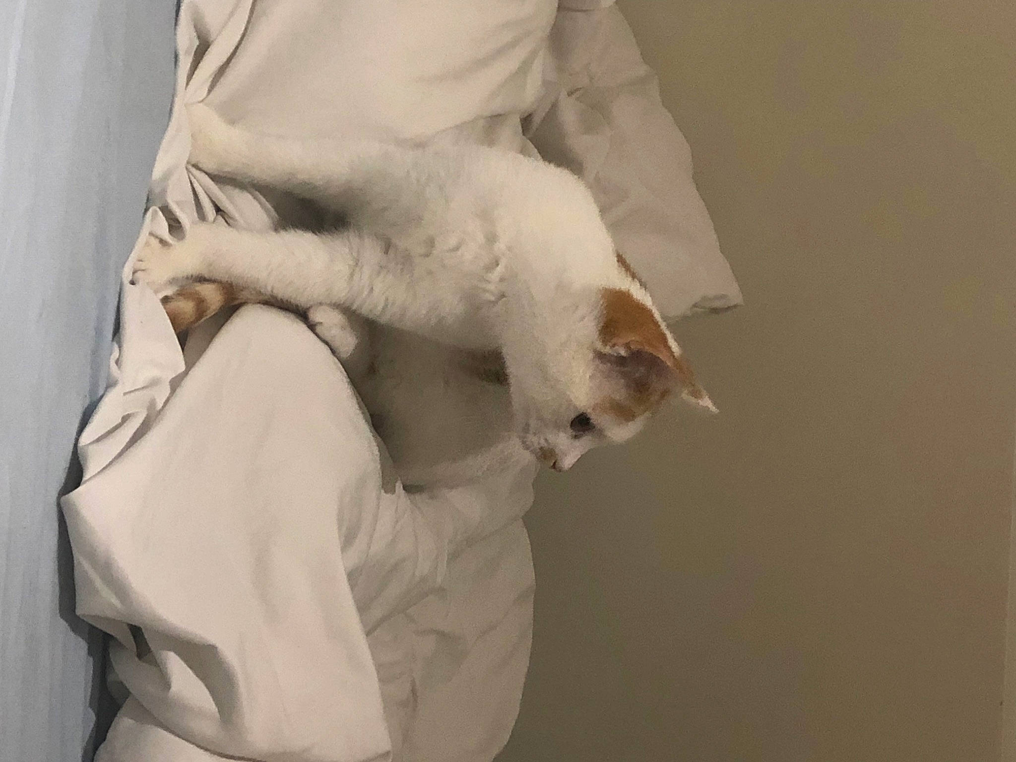 Cajou a rejoint le concours — aidez-le/la à gagner de superbes lots ! abdomen, carnivore, cat, claw, comfort, companion_dog, elbow, felidae, formal_wear, fur, gesture, human_leg, linens, nail, sleeve, small_to_medium_sized_cats, tail, trunk, whiskers, wrist