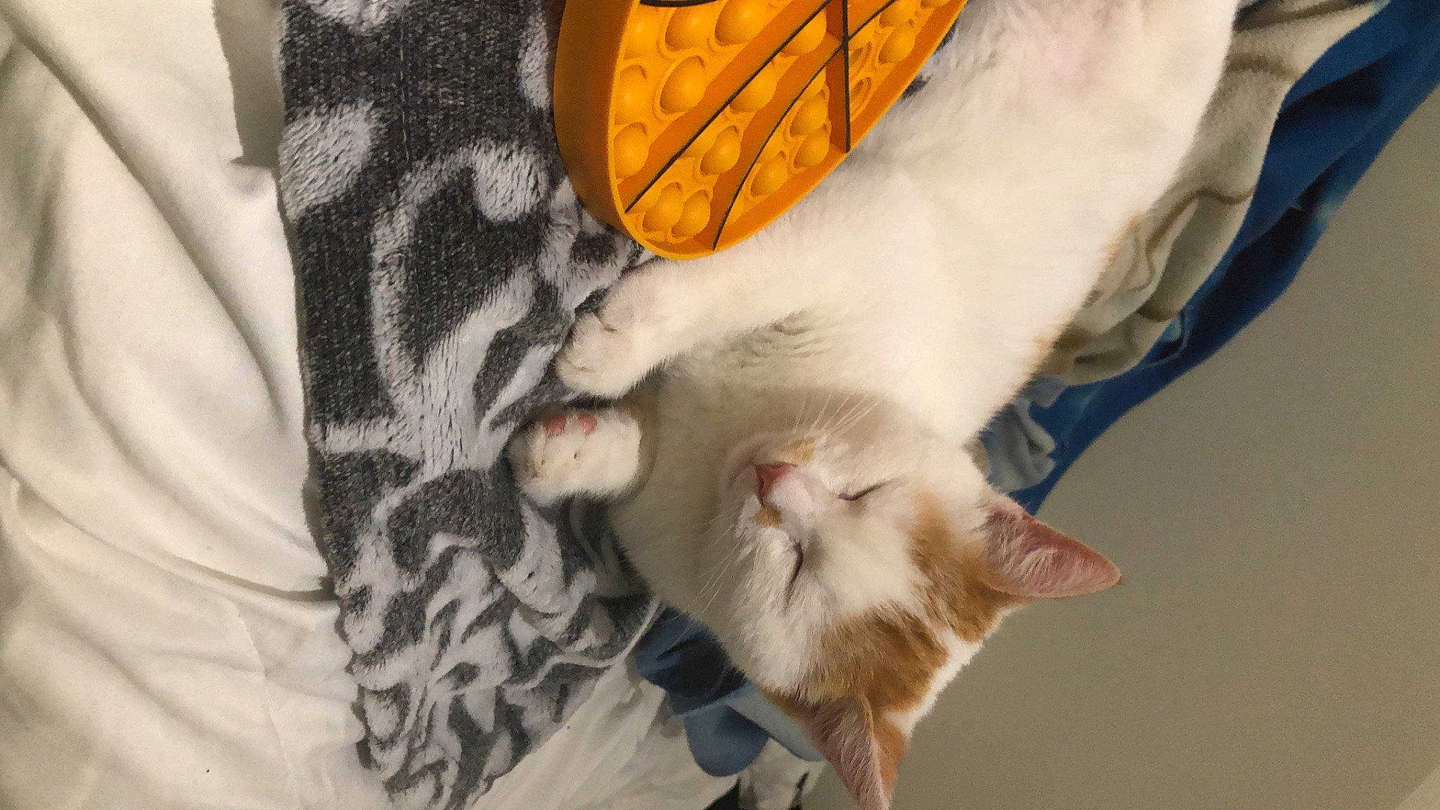 Cajou a rejoint le concours — aidez-le/la à gagner de superbes lots ! canidae, carnivore, cat, claw, comfort, couch, dog_breed, domestic_short_haired_cat, fawn, felidae, foot, fur, linens, paw, sleeve, small_to_medium_sized_cats, snout, tail, whiskers, wood