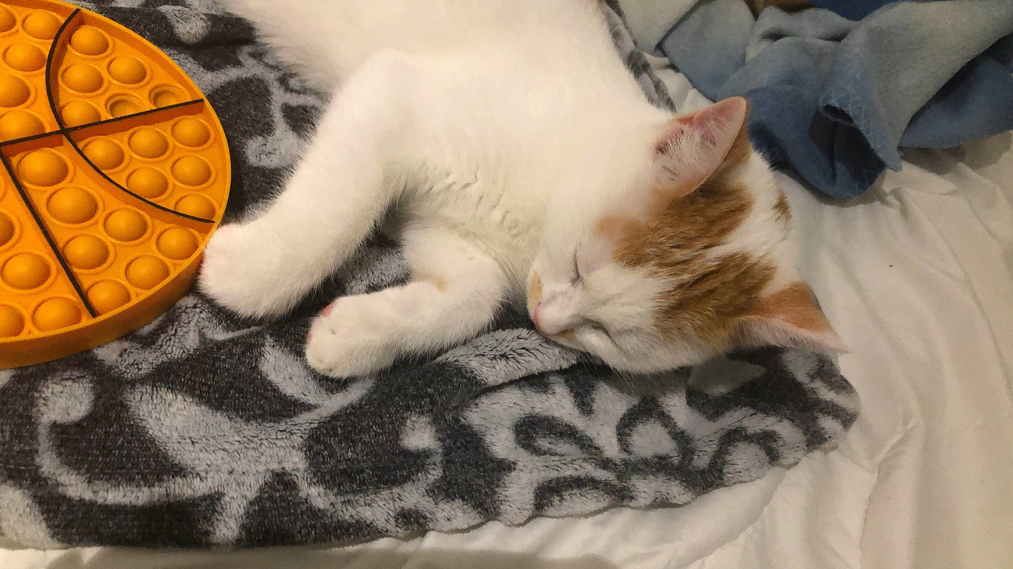 Cajou a rejoint le concours — aidez-le/la à gagner de superbes lots ! carnivore, cat, circle, claw, comfort, domestic_short_haired_cat, fawn, felidae, fur, linens, nap, pattern, paw, sand, sleep, small_to_medium_sized_cats, snout, tail, textile, whiskers