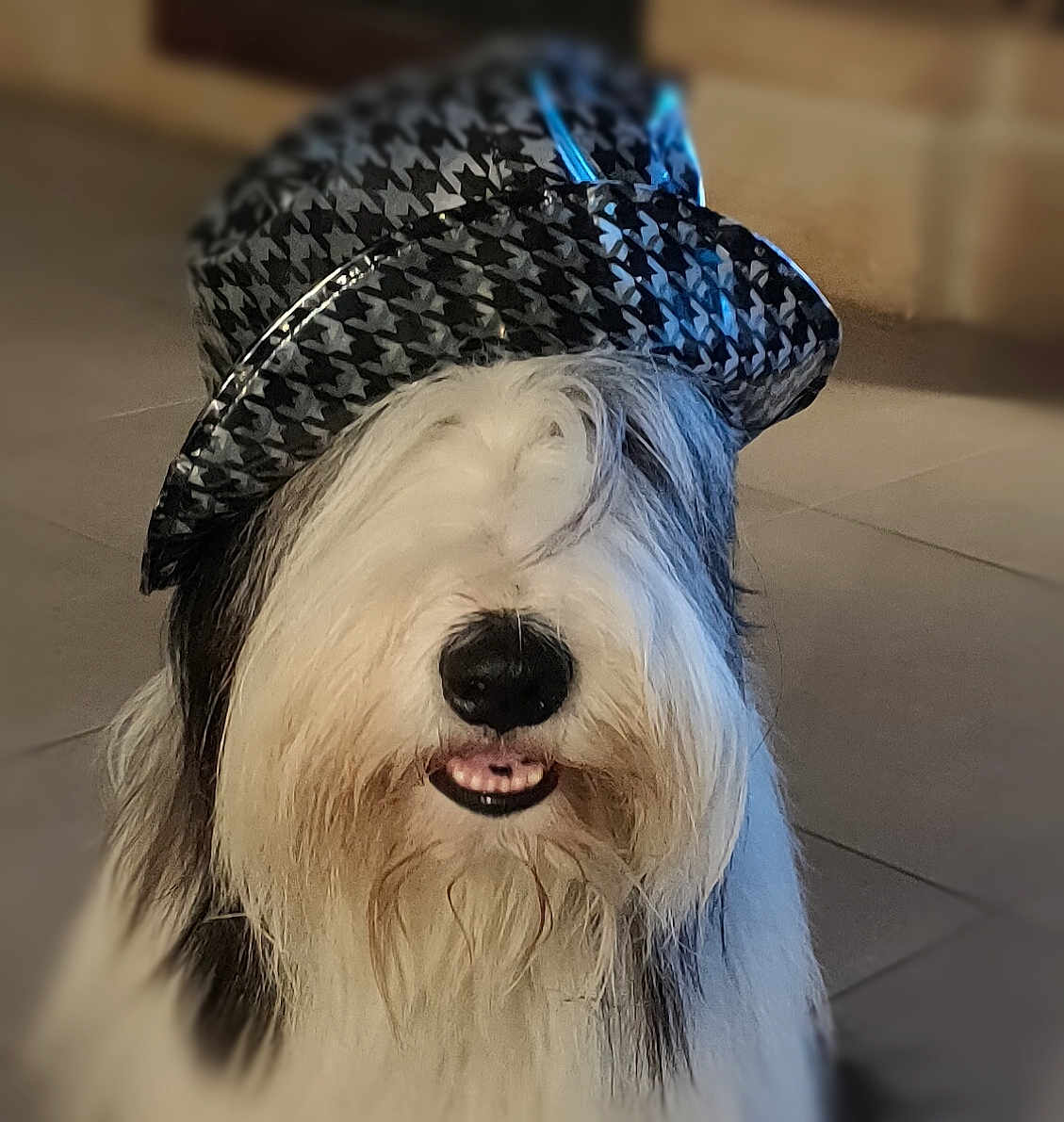 Mika participe au concours pour gagner de l'argent avec cette photo : dog, beard, long_hair, black_nose, white_fur, black_fur, hat, houndstooth_pattern, pet, indoor, floor_tiles, portrait, cute, animal, canine, fluffy, funny, costume, headwear, smiling
