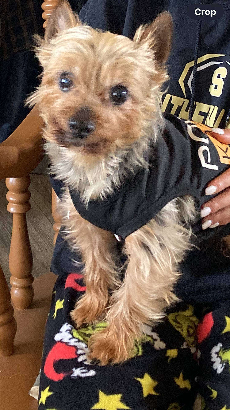 Jack joined the competition — help win amazing prizes! biewer_terrier, canidae, carnivore, companion_dog, dog, dog_breed, dog_clothes, dog_supply, event, fashion_accessory, fawn, fur, holiday, small_terrier, snout, sporting_group, terrier, toy_dog, working_animal, yorkipoo