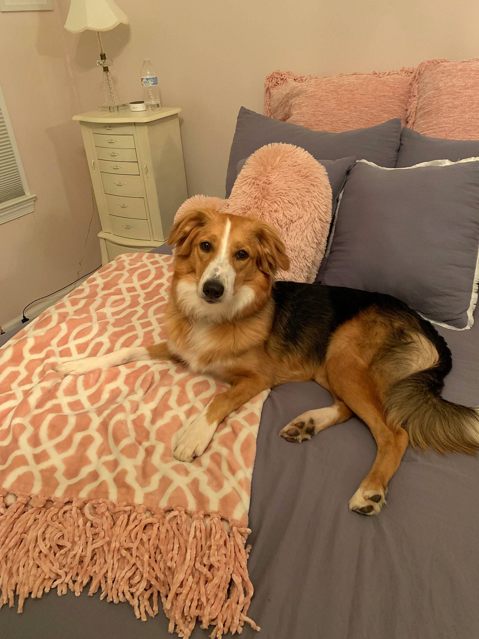 Harper joined the competition — help win amazing prizes! beagle, bed, canidae, carnivore, comfort, companion_dog, dog, dog_breed, fur, furniture, mammal, sporting_group, vertebrate