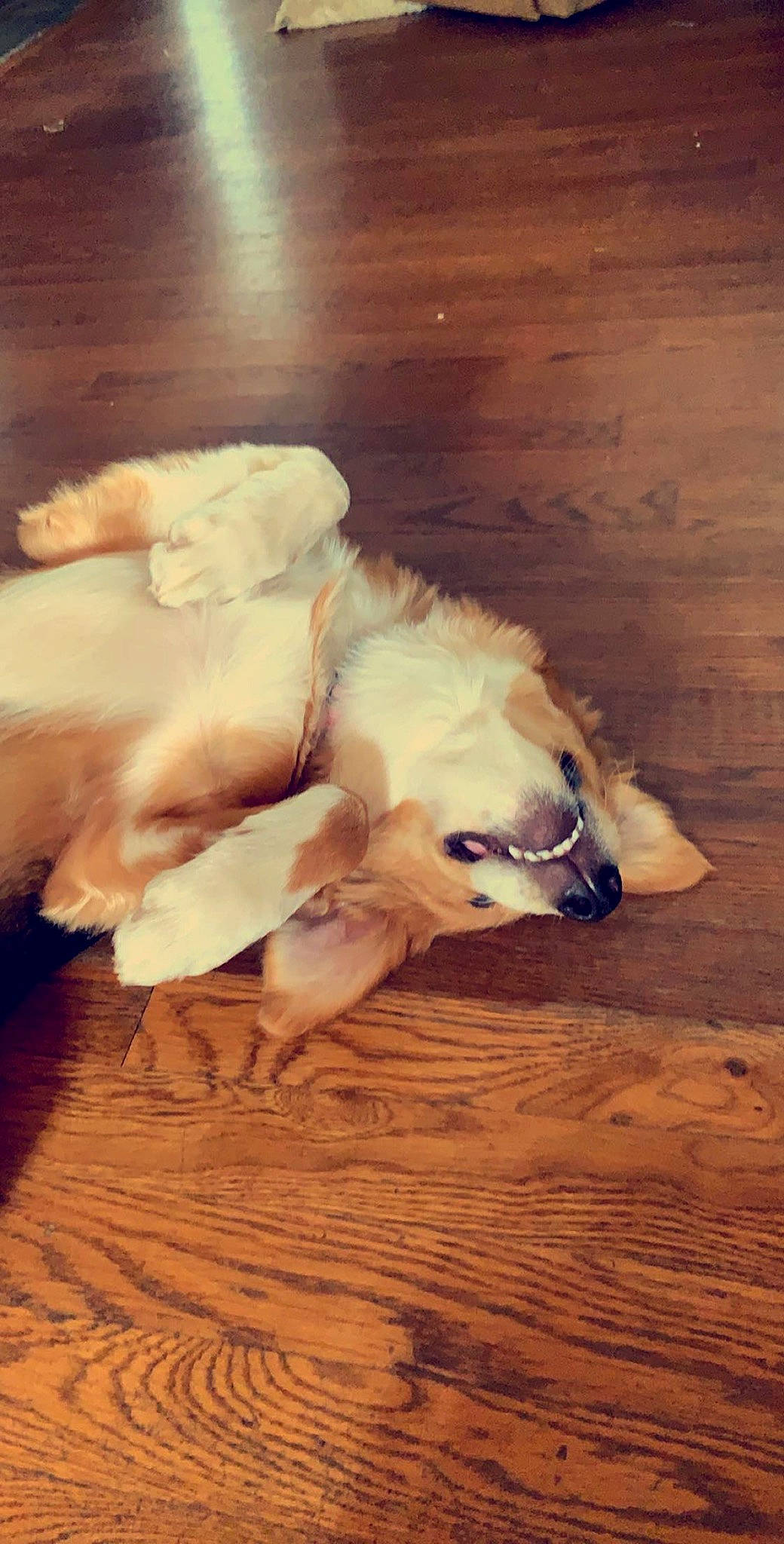 Harper joined the competition — help win amazing prizes! canidae, carnivore, companion_dog, dog, dog_breed, fawn, flooring, non_sporting_group, pug, puppy, sporting_group, toy_dog