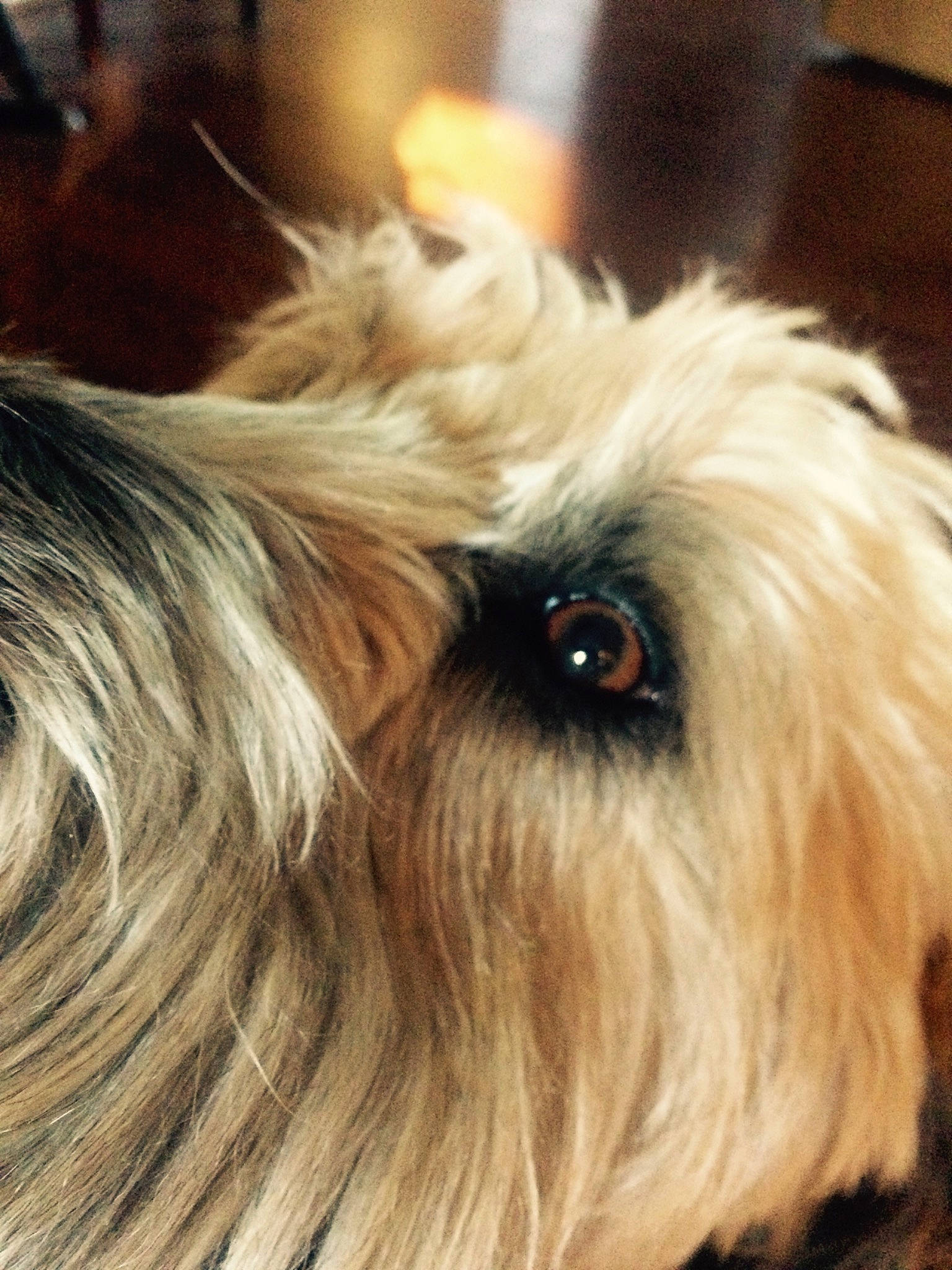 Oliver is registered to the contest to win money with this photo: canidae, carnivore, chinese_imperial_dog, close_up, companion_dog, dog, dog_breed, eye, fur, lhasa_apso, lowchen, mammal, morkie, rare_breed_dog, shih_tzu, snout, terrier, tibetan_terrier, toy_dog, vertebrate