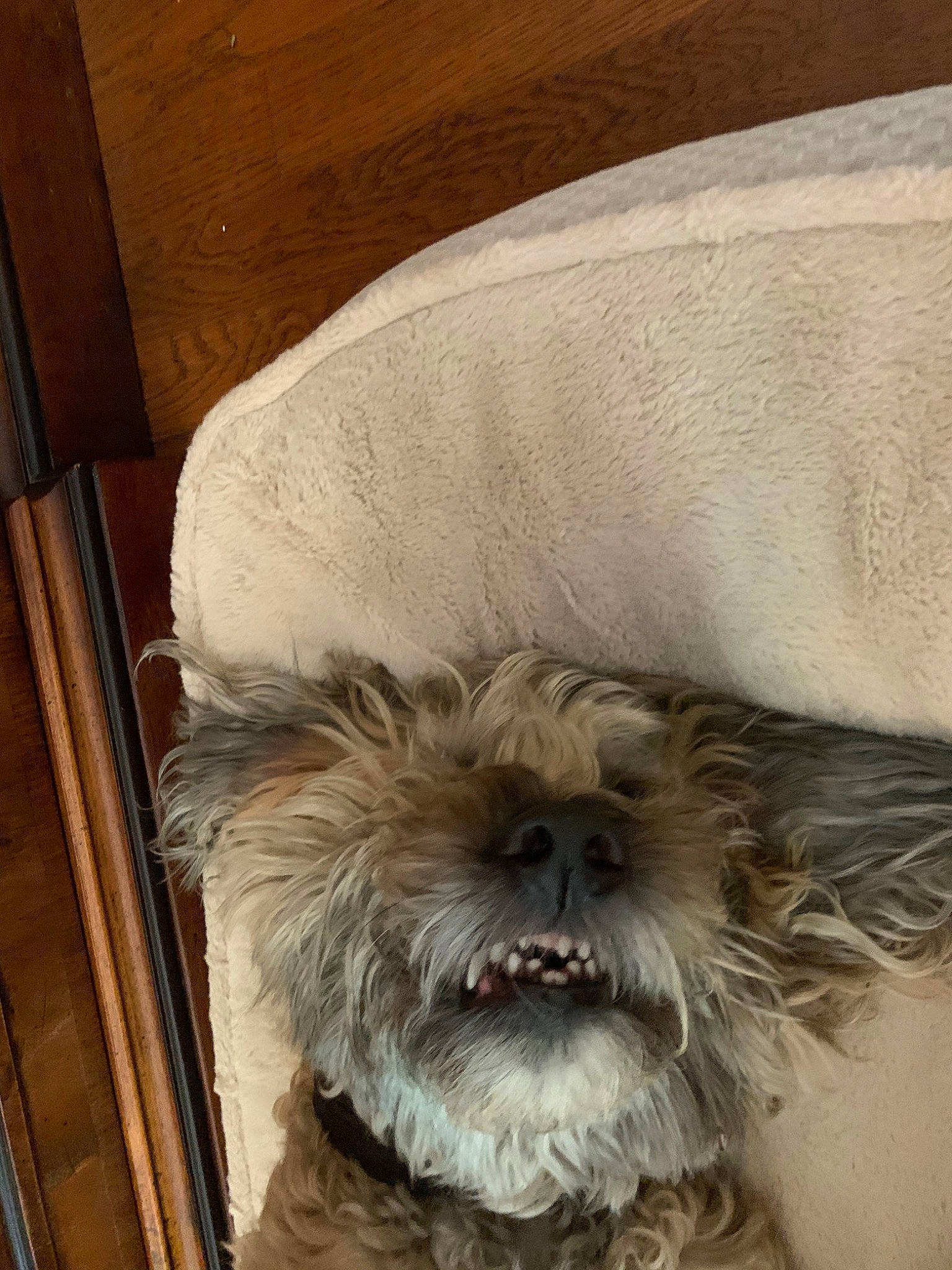 Oliver is registered to the contest to win money with this photo: affenpinscher, bolonka, canidae, carnivore, companion_dog, dog, dog_breed, ear, fur, glen_of_imaal_terrier, griffon_bruxellois, lhasa_apso, miniature_schnauzer, schnauzer, schnoodle, shih_tzu, snout, sporting_group, terrier, toy_dog