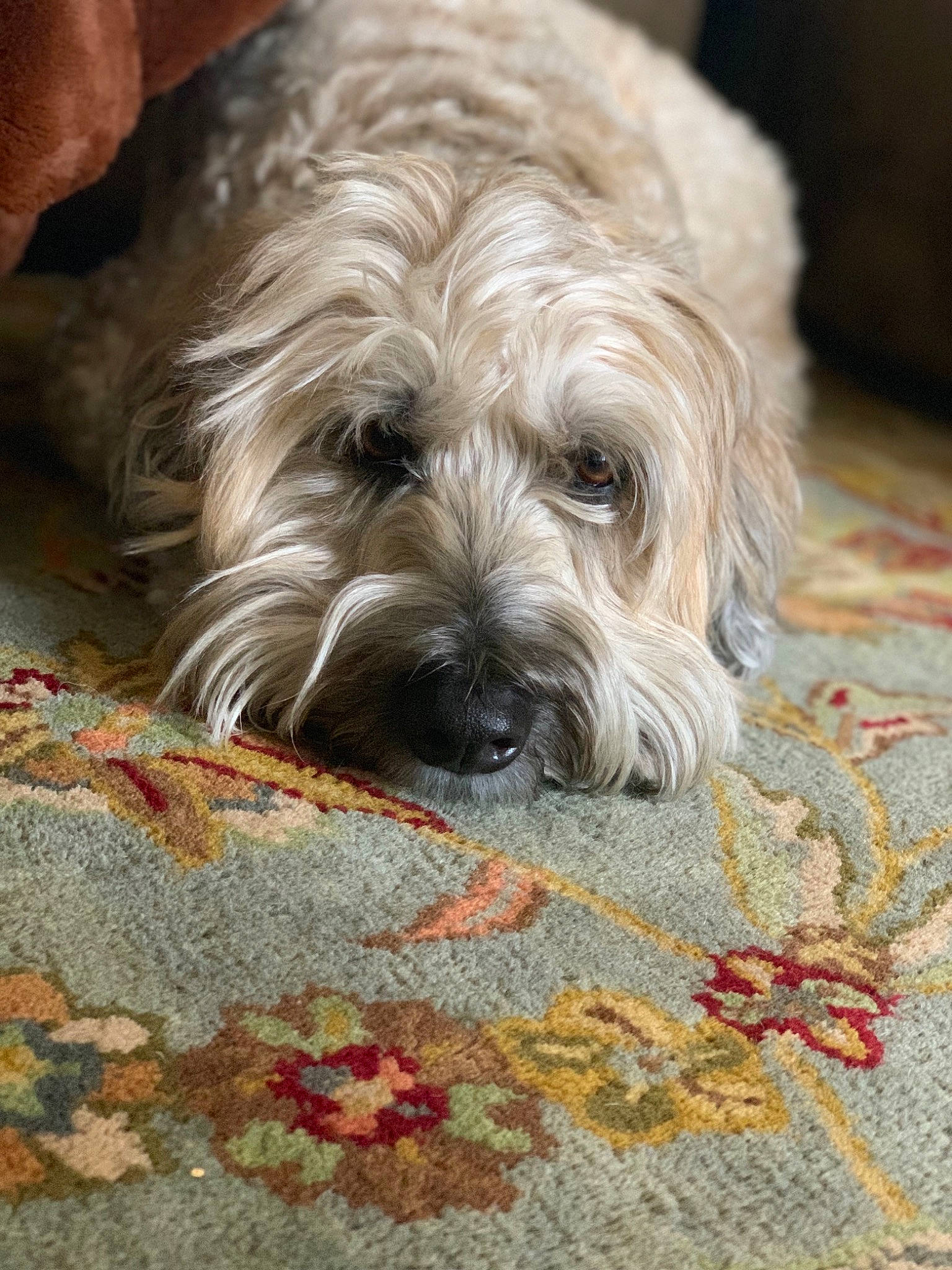 Oliver joined the competition — help win amazing prizes! canidae, carnivore, catalan_sheepdog, companion_dog, dog, dog_breed, dutch_smoushond, glen_of_imaal_terrier, irish_soft_coated_wheaten_terrier, lhasa_apso, mammal, puppy, sapsali, schnoodle, small_terrier, snout, sporting_lucas_terrier, terrier, tibetan_terrier, vertebrate