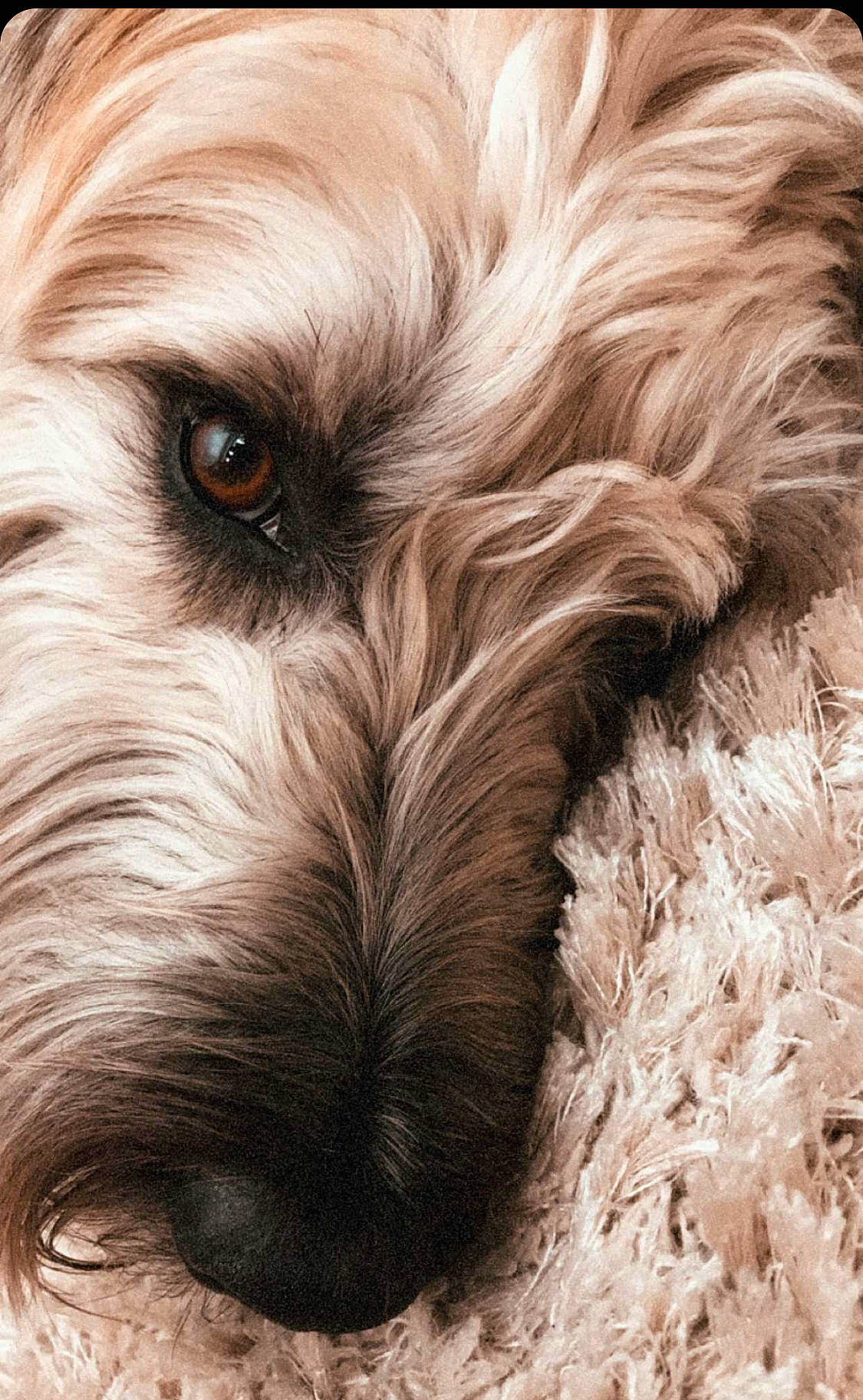 Oliver joined the competition — help win amazing prizes! briard, canidae, carnivore, catalan_sheepdog, close_up, dog, dog_breed, eye, fur, glen_of_imaal_terrier, irish_soft_coated_wheaten_terrier, mammal, miniature_schnauzer, puppy, pyrenean_shepherd, sapsali, schnoodle, snout, terrier, tibetan_terrier