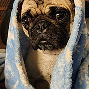 Puggles joined the competition — help win amazing prizes! animal, blanket, blue, close_up, companion, cozy, cute, dog, expression, face, fur, indoor, nostalgic, pet, portrait, pug, snug, soft, warm, white
