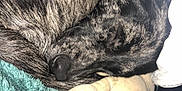 Honey participe au concours pour gagner de l'argent avec cette photo : animal, blanket, brindle, close_up, comfort, cozy, cute, dog, domestic, fur, indoors, mammal, nose, pet, plush_toy, relaxation, resting, sleeping, snuggling, soft