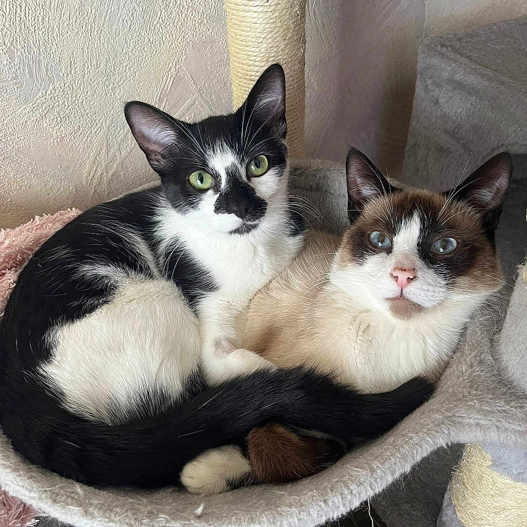 Olaf Et Stella a rejoint le concours — aidez-le/la à gagner de superbes lots ! animal, black_and_white_cat, cat, cat_hammock, cats, color_point_cat, companions, cozy, cute, ears, eyes, feline, fur, indoor, pet, relaxed, resting, snuggling, soft, whiskers