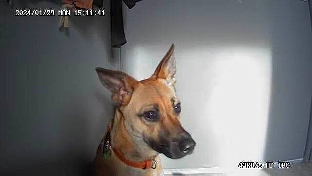 Shakira a rejoint le concours — aidez-le/la à gagner de superbes lots ! canidae, carnivore, collar, companion_dog, dog, dog_breed, dog_collar, dog_supply, ear, fawn, fur, guard_dog, non_sporting_group, pet_supply, photo_caption, sporting_group, toy_dog, whiskers, working_animal, working_dog