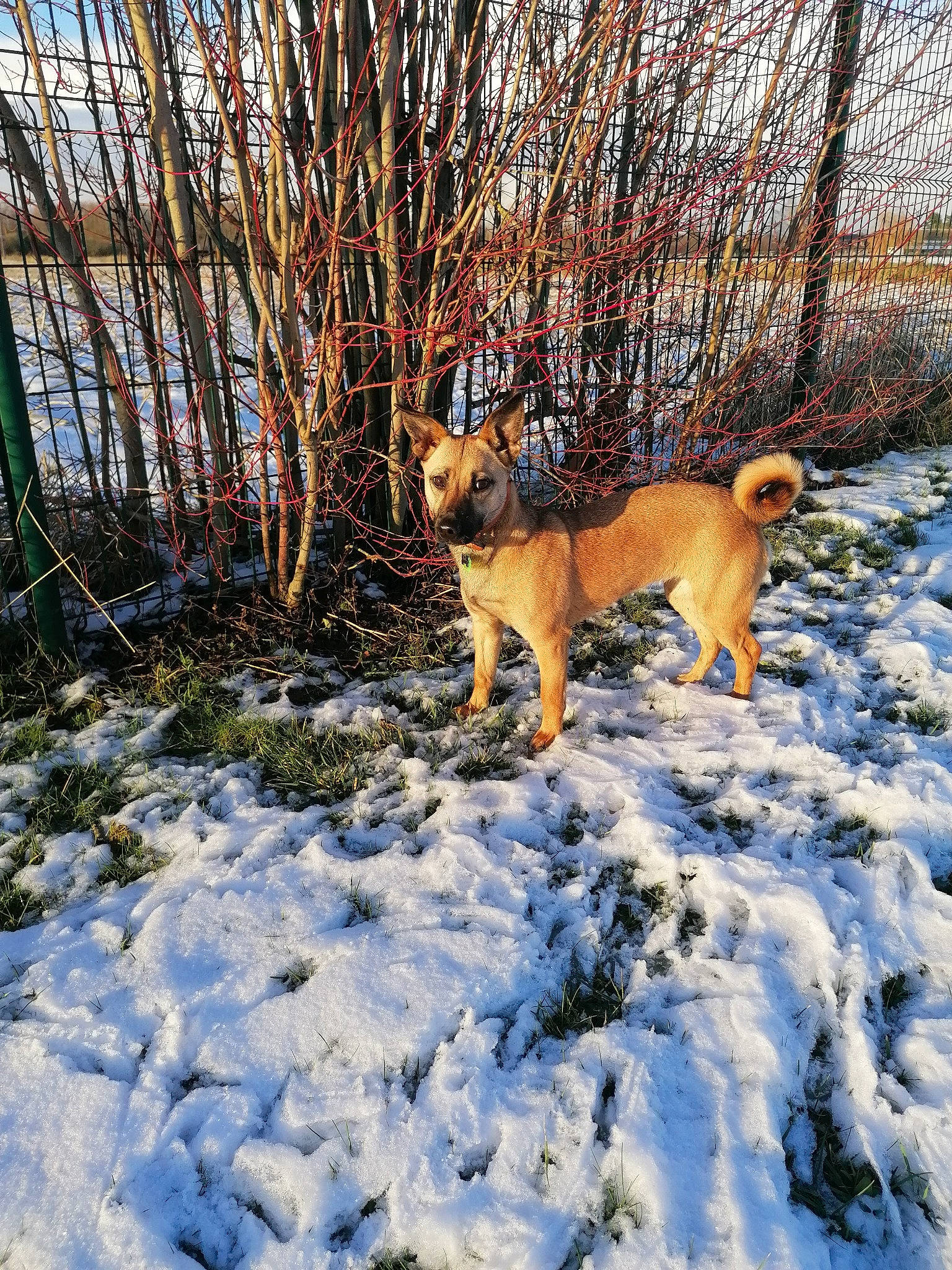 Shakira participe au concours pour gagner de l'argent avec cette photo : ancient_dog_breeds, canidae, carnivore, companion_dog, dog, dog_breed, fawn, freezing, hunting_dog, non_sporting_group, plant, snow, sporting_group, tail, tree, twig, water, wildlife, winter, working_dog