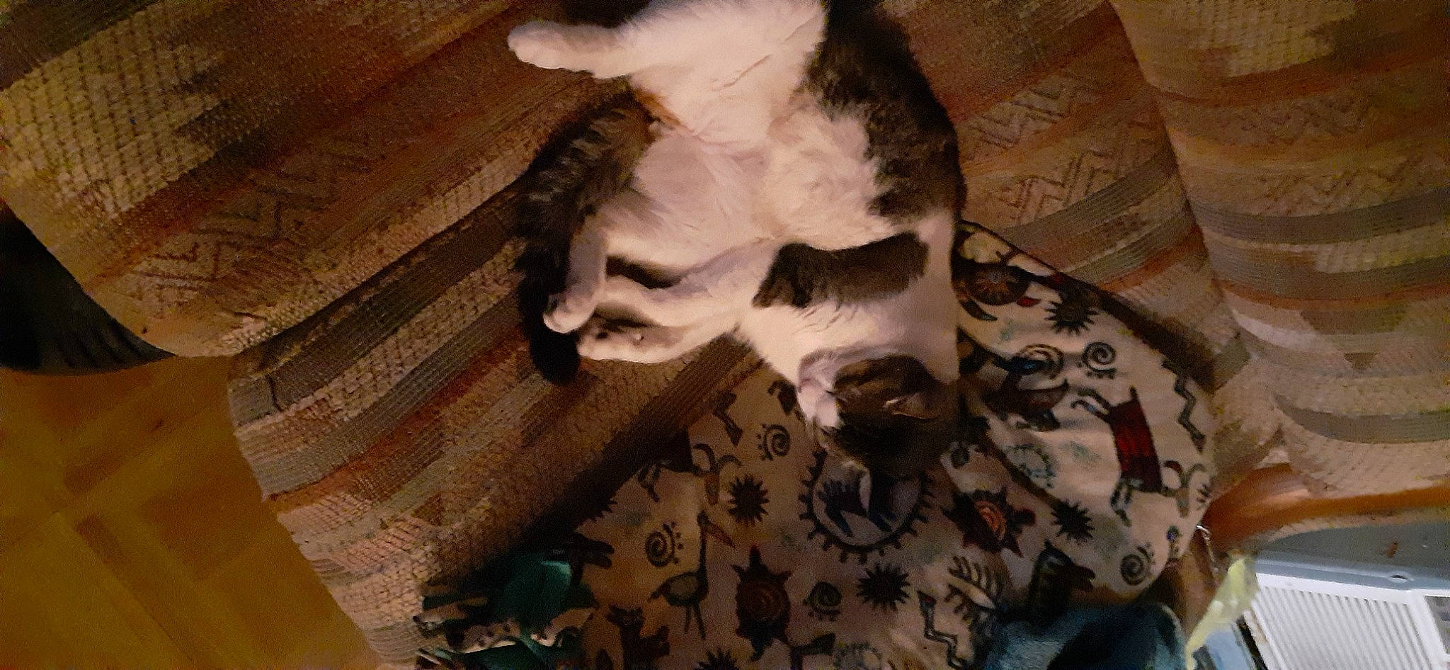 Tyler joined the competition — help win amazing prizes! brown, canidae, carnivore, cat, comfort, companion_dog, dog_breed, fawn, felidae, flooring, fur, hardwood, linens, paw, small_to_medium_sized_cats, snout, sporting_group, tail, whiskers, wood