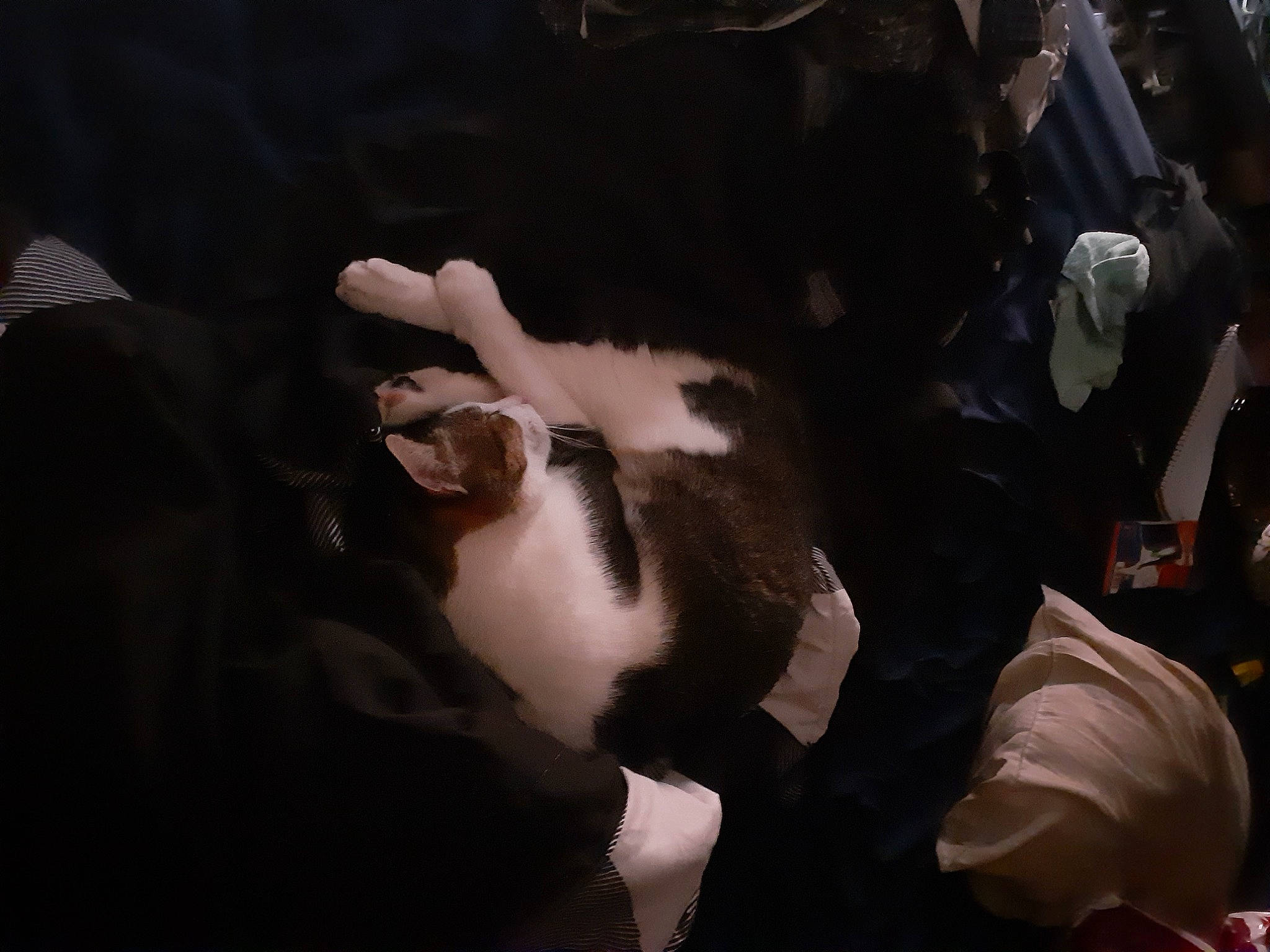 Tyler joined the competition — help win amazing prizes! canidae, carnivore, comfort, darkness, event, felidae, flash_photography, formal_wear, fun, fur, gesture, grass, night, petal, room, small_to_medium_sized_cats, sporting_group, tail, tree, whiskers