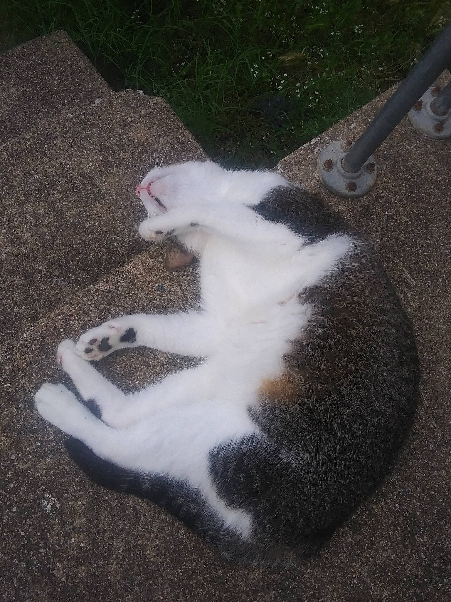 Tyler is registered to the contest to win money with this photo: asphalt, canidae, carnivore, cat, domestic_short_haired_cat, felidae, foot, fur, grass, mammal, paw, road_surface, shadow, small_to_medium_sized_cats, soil, tail, terrestrial_animal, tree, vertebrate, whiskers