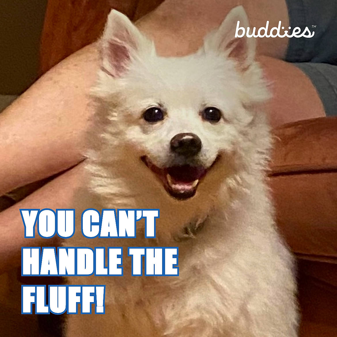 Cooper is registered to the contest to win money with this photo: canidae, carnivore, collar, companion_dog, dog, dog_breed, dog_supply, eye, fashion_accessory, fur, happy, non_sporting_group, paw, pet_supply, photo_caption, smile, snout, sporting_group, toy_dog, whiskers