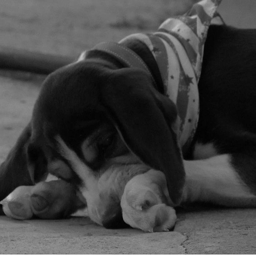 Chapo is registered to the contest to win money with this photo: canidae, carnivore, comfort, companion_dog, dog, dog_breed, fawn, fur, grey, human_leg, monochrome, monochrome_photography, paw, sitting, snout, sporting_group, tail, terrestrial_animal, whiskers, working_animal