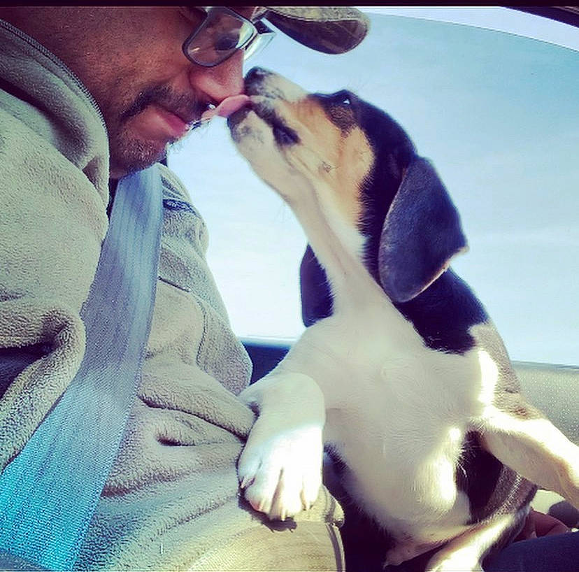 Chapo is registered to the contest to win money with this photo: beagle, beagle_harrier, carnivore, companion_dog, dog, dog_breed, ear, eyewear, fawn, fur, gesture, glasses, happy, hound, jaw, paw, puppy_love, scent_hound, snout, vision_care