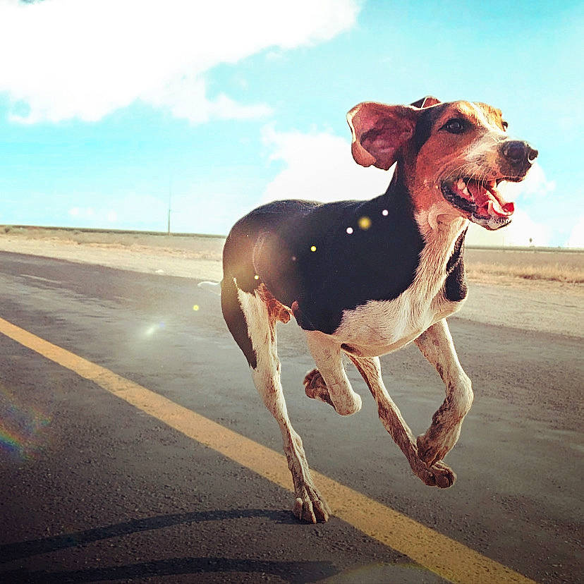 Chapo joined the competition — help win amazing prizes! asphalt, ball, carnivore, cloud, collar, companion_dog, dog, dog_breed, dog_collar, fawn, happy, horizon, landscape, leash, sand, sky, snout, sporting_group, summer, working_animal