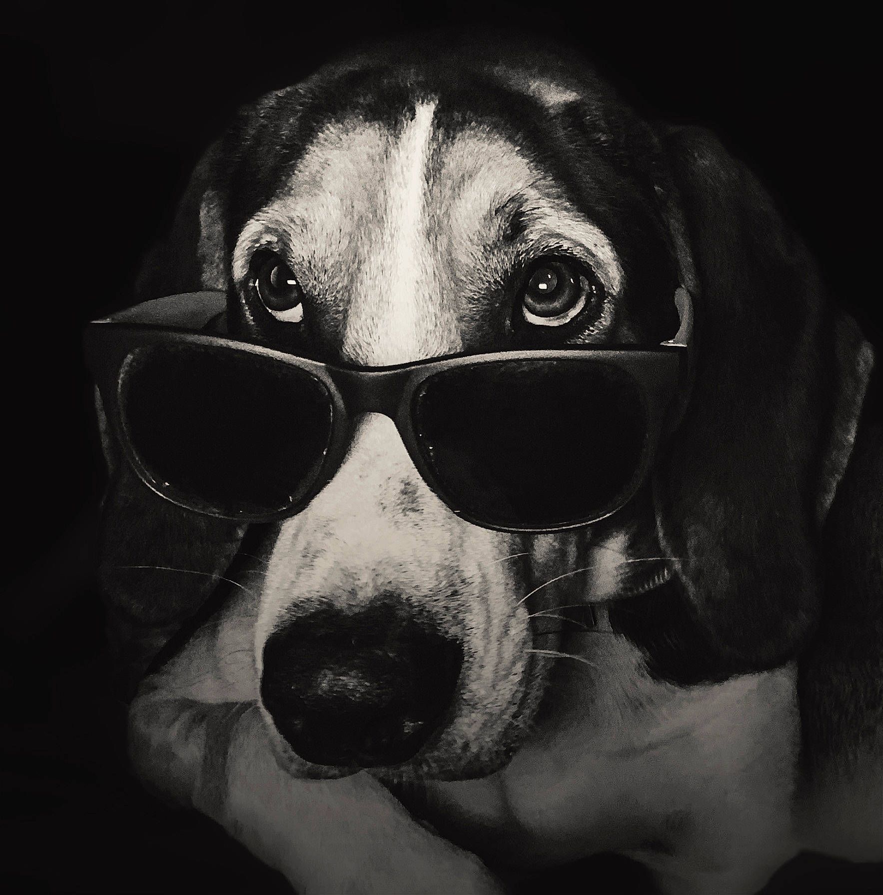 Chapo joined the competition — help win amazing prizes! audio_equipment, beard, carnivore, companion_dog, dog, dog_breed, ear, eyewear, font, glasses, goggles, jaw, metal, personal_protective_equipment, snout, sunglasses, toy_dog, vision_care, whiskers, working_animal