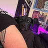 dog, black_dog, tattoo, arm, person, indoor, poster, gaming_chair, purple_light, wall_decor, relaxed, pet, animal, close_up, resting, furniture, room, casual, human, tattooed_arm