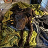 dog, black_dog, crate, blanket, indoor, pet, canine, floor, wooden_floor, furniture, resting, lying_down, cute, animal, domestic_animal, looking, ears, paw, bed, cozy