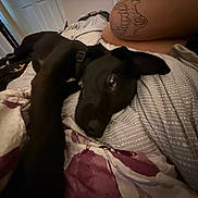 Gracie joined the competition — help win amazing prizes! dog, black_dog, bed, blanket, tattoo, indoor, resting, relaxed, person, leg, collar, furniture, human, comfort, pet, animal, sleepy, closeup, cozy, casual