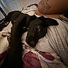 dog, black_dog, bed, blanket, tattoo, indoor, resting, relaxed, person, leg, collar, furniture, human, comfort, pet, animal, sleepy, closeup, cozy, casual