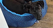 Gracie is registered to the contest to win money with this photo: dog, black_dog, pet_bed, blue_bed, polka_dot, wooden_floor, indoor, pet, curious, lying_down, cozy, resting, collar, animal, canine, cute, looking_up, domestic, companion, floor